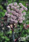 Angelica sylvestris ‘Ebony’ Harilik heinputk